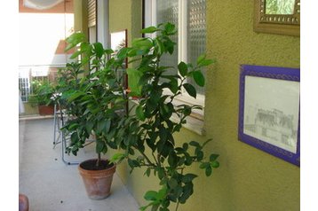 Italia Privát Roma, Esterno